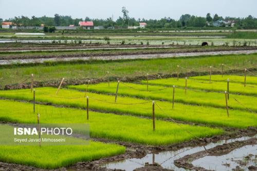 افزایش ضریب تبدیل برنج با ورود کمباین های تخصصی و اصلاح شالیکوبی ها