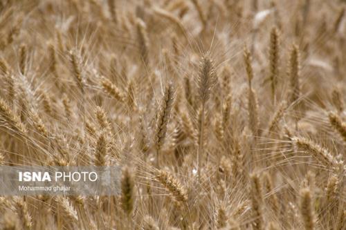 پیشبینی افزایش ۶ میلیون تنی تولید گندم از اراضی دیم کشور تا سال ۱۴۰۵