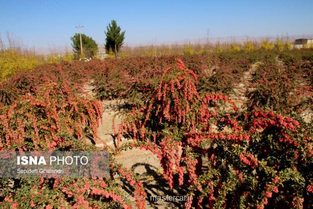 خطر نابودی درخت زرشک بی دانه